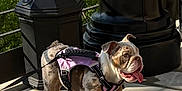 Remy joined the competition — help win amazing prizes! animal, bulldog, concrete_floor, cute, daylight, dog, fenced_area, greenery, happy, leash, metal_post, outdoor, pet, pink_harness, puppy, shadow, standing, sunlight, tongue_out, young_dog