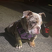 Remy joined the competition — help win amazing prizes! animal, bulldog, car, closeup, cute, dark, dog, night, outdoor, pavement, pet, puppy, purple_harness, red_laces, shadow, shoe, sidewalk, sitting, street, young