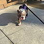 Remy is registered to the contest to win money with this photo: animal, brown, bulldog, concrete, cute, dog, ears, face, harness, leash, outdoor, paw, pet, puppy, shadow, sidewalk, sunlight, walking, white, young