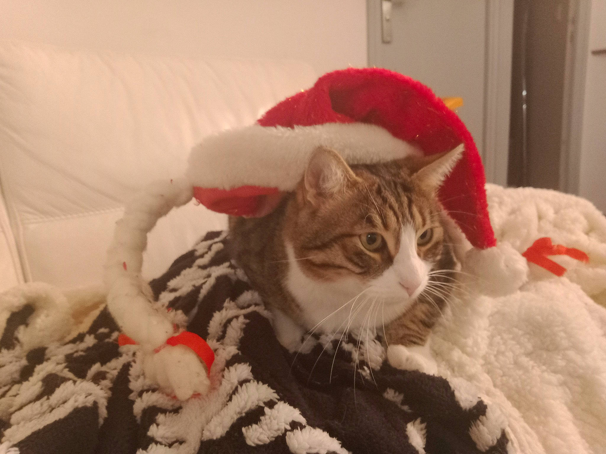 Azraël a rejoint le concours — aidez-le/la à gagner de superbes lots ! carnivore, cat, christmas, claw, comfort, couch, domestic_short_haired_cat, event, felidae, fur, holiday, linens, paw, room, small_to_medium_sized_cats, snout, tail, tree, whiskers, winter