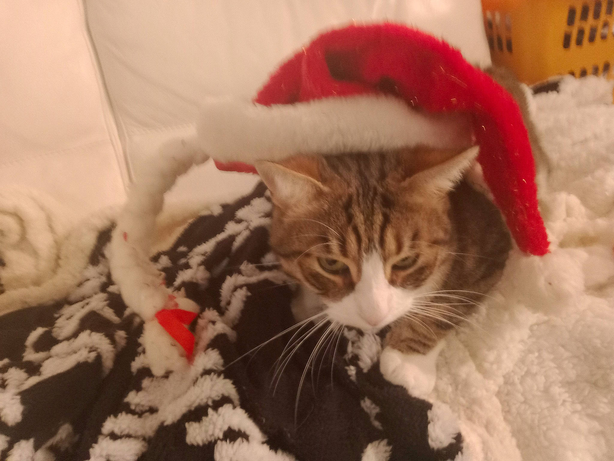 Azraël a rejoint le concours — aidez-le/la à gagner de superbes lots ! carnivore, cat, christmas, comfort, domestic_short_haired_cat, event, felidae, fur, hat, holiday, linens, santa_claus, small_to_medium_sized_cats, snout, snow, tail, textile, tree, whiskers, winter