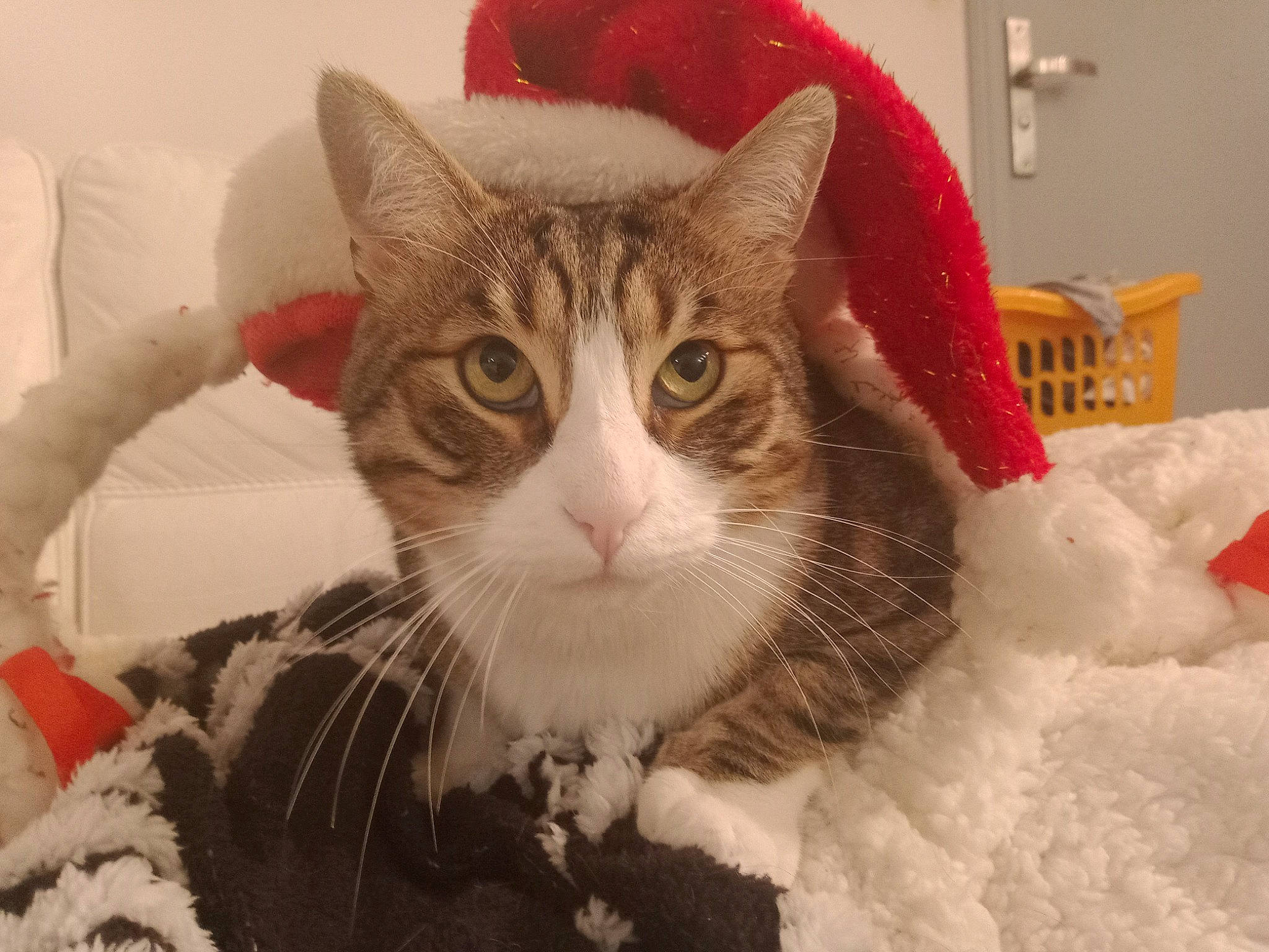 Azraël a rejoint le concours — aidez-le/la à gagner de superbes lots ! carnivore, cat, chair, claw, comfort, domestic_short_haired_cat, felidae, fur, linens, paw, small_to_medium_sized_cats, smile, snout, snow, tail, tree, whiskers, window, winter, wool