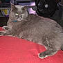 cat, gray_cat, fluffy, pet, animal, indoor, red_surface, relaxed, lying_down, feline, whiskers, ears, tail, collar, domestic_animal, fur, paw, household, fan, table