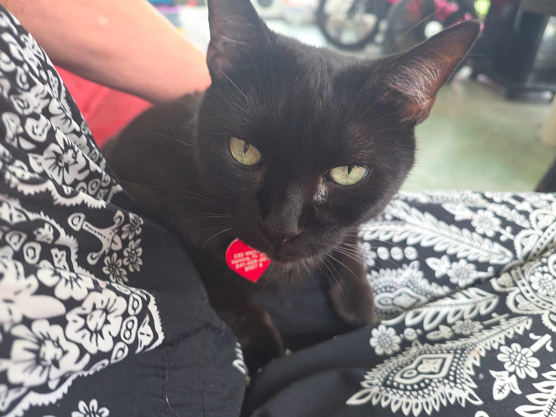 Crowley is registered to the contest to win money with this photo: cat, black_cat, pet, animal, green_eyes, indoor, closeup, patterned_fabric, heart_shaped_tag, fur, whiskers, relaxed, domestic_cat, cute, feline, looking_at_camera, black_and_white, texture, soft, companion