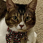 Biscuit joined the competition — help win amazing prizes! cat, tabby_cat, pet, indoor, close_up, green_eyes, bow_tie, holiday_theme, adorable, feline, animal, whiskers, carpet, domestic_cat, cute, portrait, fur, ears, collar, tags