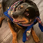 Ziva is registered to the contest to win money with this photo: animal, bandana, black_fur, brown_paws, canine, close_up, cute, dog, domestic_animal, ears_up, floor, friendly, indoor, looking_up, pet, playful, resting, smiling, tan_fur, wooden_floor