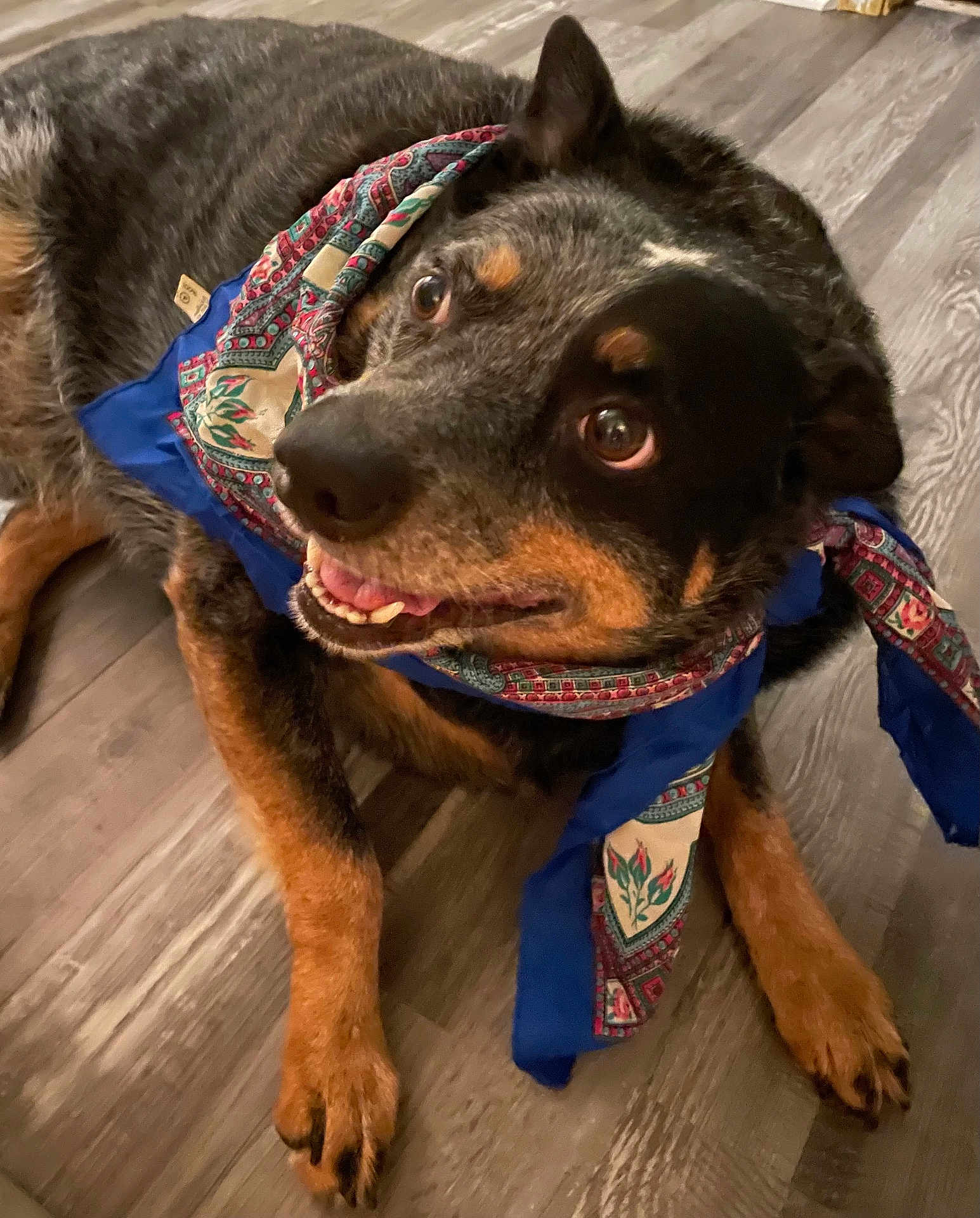 Ziva