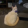cat, cream_colored, purple_bow_tie, couch, living_room, smartphone, wood_floor, furniture, pet, indoor, cozy, curious, seated, tail, whiskers, soft_furniture, relaxed, television, home_decor, domestic_animal