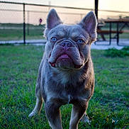 Whiskey is registered to the contest to win money with this photo: dog, french_bulldog, blue_eyes, grass, outdoor, pet, animal, sunset, fence, portrait, canine, close_up, looking, nature, park, muzzle, ears, standing, daylight, cute