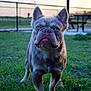 dog, french_bulldog, blue_eyes, grass, outdoor, pet, animal, sunset, fence, portrait, canine, close_up, looking, nature, park, muzzle, ears, standing, daylight, cute