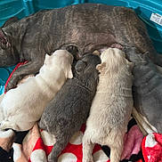 Whiskey is registered to the contest to win money with this photo: animal, bed, blanket, blue_tub, canine, cute, dog, domestic, family, fur, indoor, lying_down, mother_dog, multicolor, newborn, nursing, pet, puppies, resting, sleeping