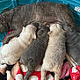 animal, bed, blanket, blue_tub, canine, cute, dog, domestic, family, fur, indoor, lying_down, mother_dog, multicolor, newborn, nursing, pet, puppies, resting, sleeping