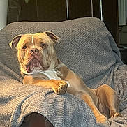Gino joined the competition — help win amazing prizes! blanket, brown, canine, comfort, companion, couch, cozy, dog, domestic_animal, fur, furniture, household, indoor, lounge, paw, pet, portrait, relaxed, resting, sofa