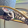 cat, tabby, pet, animal, relaxed, indoor, furniture, metal_frame, plant_pot, curious, whiskers, ears, collar, green_bell, closeup, side_view, domestic_cat, resting, eye_contact, striped