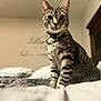 Cosmo is registered to the contest to win money with this photo: animal, bed, blurred_background, cat, collar, cozy, curious, cute, domestic, ears, feline, fur, indoor, looking, pet, portrait, resting, tabby, tag, whiskers