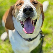Bear is registered to the contest to win money with this photo: dog, canine, pet, animal, portrait, close_up, brown_and_white, floppy_ears, large_nose, open_mouth, tongue, panting, happy, playful, outdoor, grass, green_background, shallow_depth_of_field, front_facing, photography