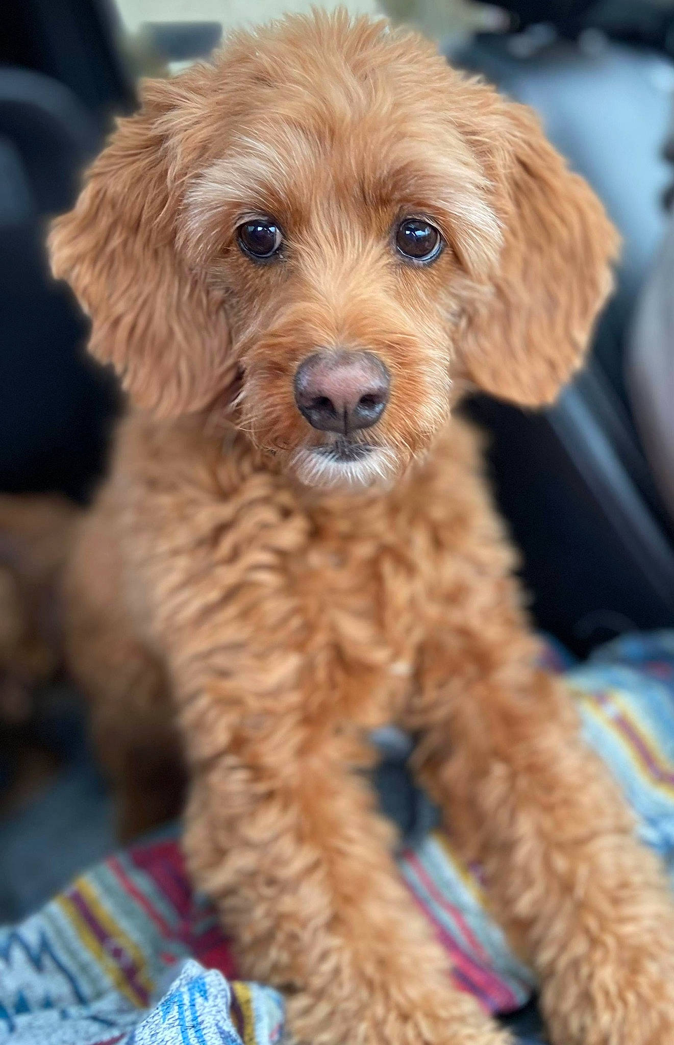 Cash is registered to the contest to win money with this photo: blue, canidae, carnivore, companion_dog, dog, dog_breed, dog_collar, fashion_accessory, fur, liver, maltepoo, pattern, poodle, puppy, snout, sporting_group, tartan, water_dog, working_animal, yorkipoo