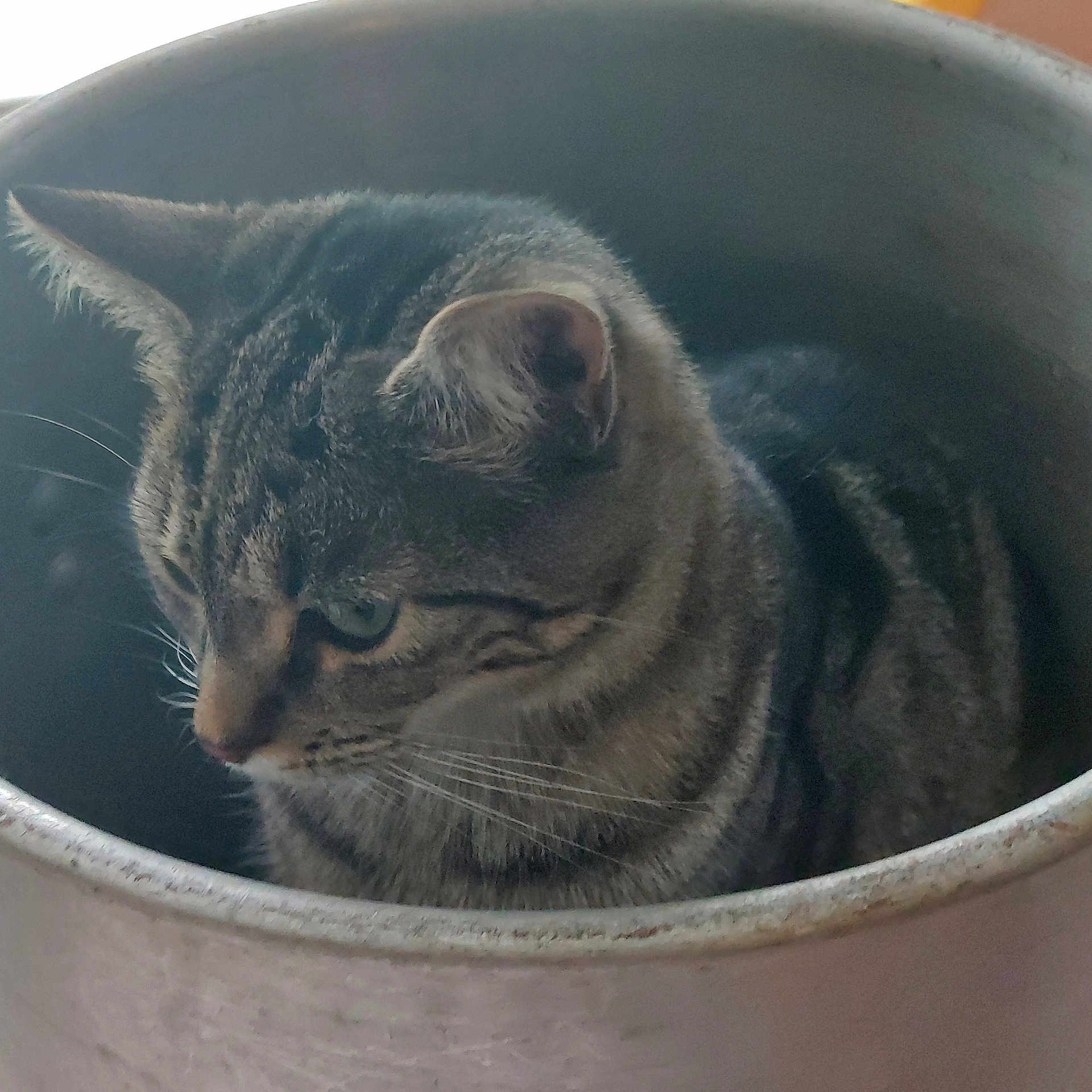 Summit is registered to the contest to win money with this photo: animal, cat, closeup, container, cozy, curious, cute, domestic_cat, ears, feline, fur, indoor, looking, pet, pot, side_view, sitting, striped, tabby, whiskers