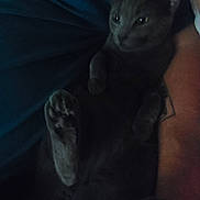 Church is registered to the contest to win money with this photo: cat, gray_cat, paw, pet, animal, indoor, relaxed, lying_down, human_arm, tattoo, dark, cozy, soft_light, feline, close_up, companion, resting, cute, snug, blurred