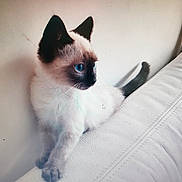 Eole a rejoint le concours — aidez-le/la à gagner de superbes lots ! animal, blue_eyes, cat, couch, curious, cute, domestic, feline, fur, indoor, kitten, paw, pet, siamese, side_view, small, tail, whiskers, white, young