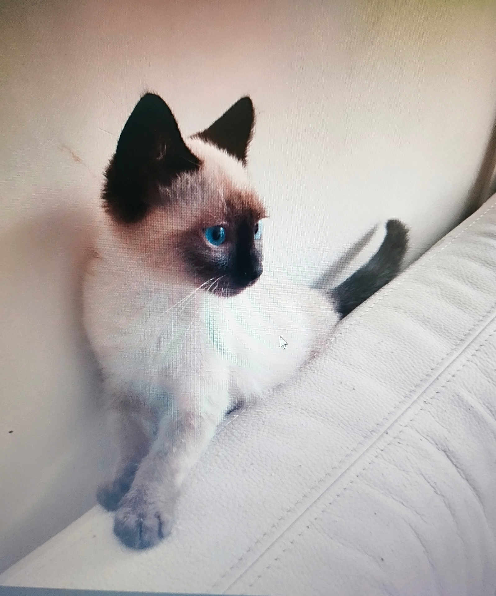 Eole a rejoint le concours — aidez-le/la à gagner de superbes lots ! animal, blue_eyes, cat, couch, curious, cute, domestic, feline, fur, indoor, kitten, paw, pet, siamese, side_view, small, tail, whiskers, white, young