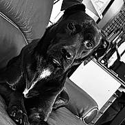 Faco a rejoint le concours — aidez-le/la à gagner de superbes lots ! dog, black_dog, pet, indoor, leather_couch, furniture, animal, portrait, black_and_white, close_up, paw, relaxed, domestic_animal, house, canine, resting, companion, looking, cozy, background