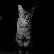 Kytta a rejoint le concours — aidez-le/la à gagner de superbes lots ! cat, tabby_cat, animal, pet, feline, sitting, black_background, monochrome, striped_fur, whiskers, ears, portrait, indoor, shadow, texture, closeup, quiet, still_life, domestic_cat, mammal