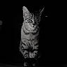 cat, tabby_cat, animal, pet, feline, sitting, black_background, monochrome, striped_fur, whiskers, ears, portrait, indoor, shadow, texture, closeup, quiet, still_life, domestic_cat, mammal
