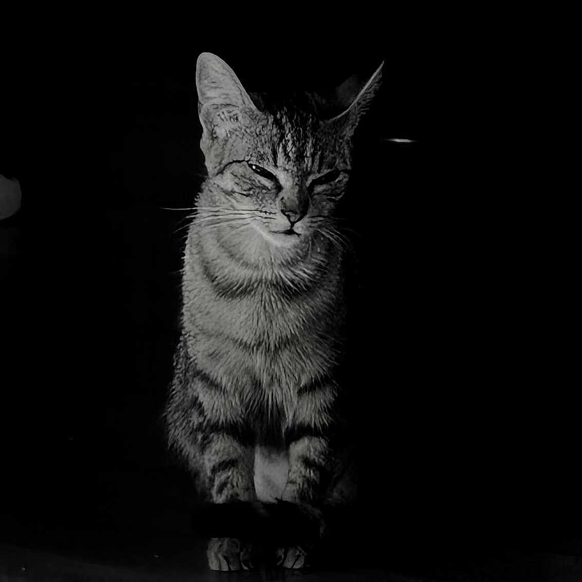 Kytta