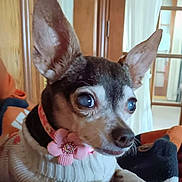 Kenya is registered to the contest to win money with this photo: animal, blanket, closeup, collar, cozy, cute, dog, domestic, ears, face, flower, fur, furniture, indoor, pet, portrait, resting, small_dog, snout, sweater