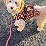 Barkley is registered to the contest to win money with this photo: dog, puppy, costume, reindeer, polka_dot, leash, outdoor, asphalt, pet, fur, cute, walking, holiday, brown, cream, small_dog, animal, playful, winter, adorable