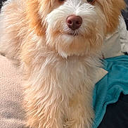 Barkley joined the competition — help win amazing prizes! dog, puppy, fluffy, cream_colored, pet, animal, indoor, couch, blanket, pillow, fur, close_up, cute, relaxed, companion, friendly, canine, cozy, home, portrait