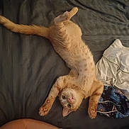 Tigger joined the competition — help win amazing prizes! animal, bed, bedding, bedroom, belly, blanket, cat, ears, eyes, indoor, lying_down, orange_cat, paws, pet, playful, relaxed, tabby, tail, upside_down, whiskers