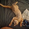 animal, bed, bedding, bedroom, belly, blanket, cat, ears, eyes, indoor, lying_down, orange_cat, paws, pet, playful, relaxed, tabby, tail, upside_down, whiskers
