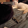 cat, white_cat, bed, blanket, lighter, clothing, furniture, indoor, pet, lying_down, fluffy, relaxed, domestic_animal, household, messy, bedroom, fur, resting, cozy, animal
