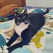 інна олінкевич a rejoint le concours — aidez-le/la à gagner de superbes lots ! cat, black_and_white, bed, bedspread, animal_print, indoor, feline, pet, curious, stretching, whiskers, ears, paws, tail, wooden_headboard, fabric, colorful, relaxed, domestic_cat, fur