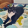 cat, black_and_white, bed, bedspread, animal_print, indoor, feline, pet, curious, stretching, whiskers, ears, paws, tail, wooden_headboard, fabric, colorful, relaxed, domestic_cat, fur