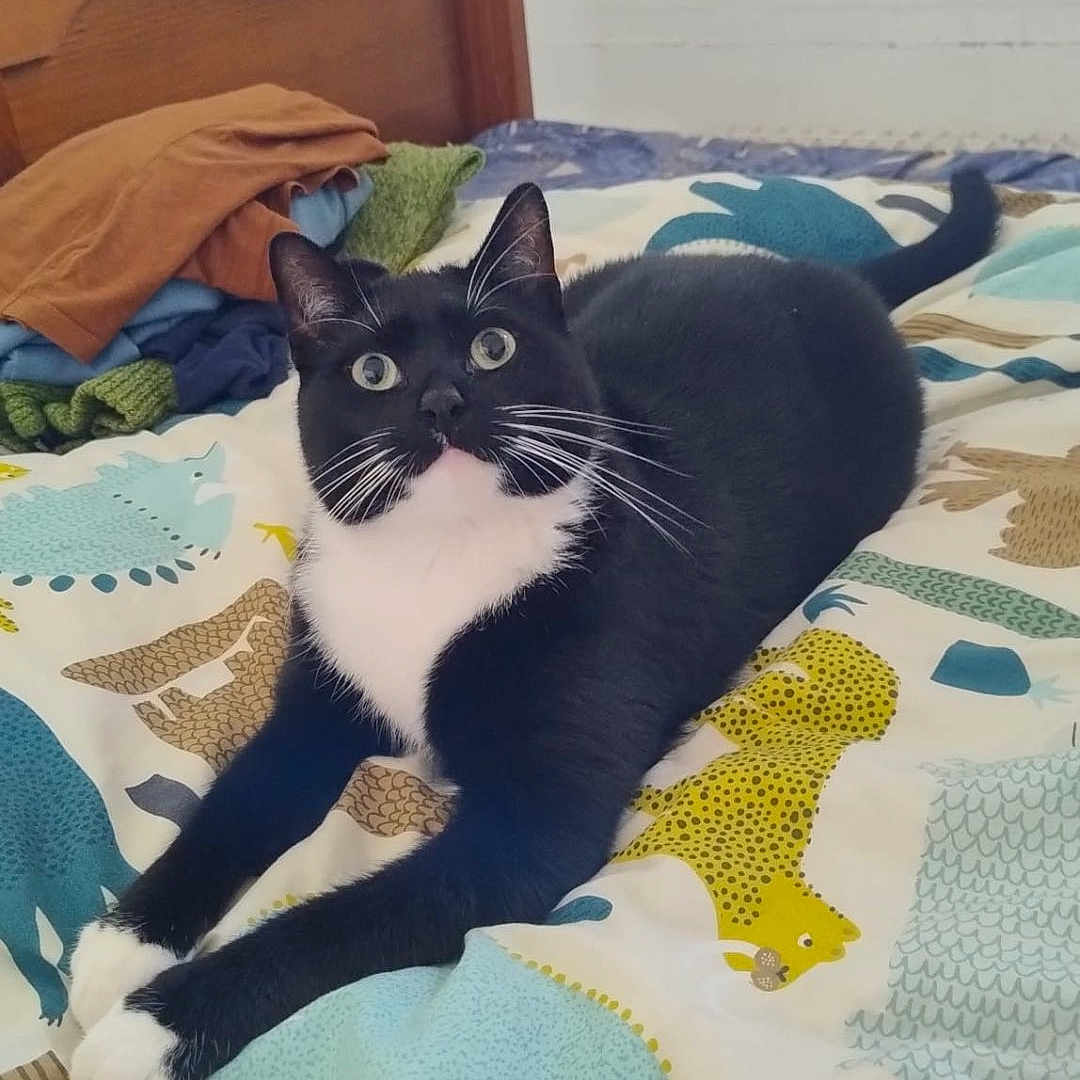 інна олінкевич a rejoint le concours — aidez-le/la à gagner de superbes lots ! cat, black_and_white, bed, bedspread, animal_print, indoor, feline, pet, curious, stretching, whiskers, ears, paws, tail, wooden_headboard, fabric, colorful, relaxed, domestic_cat, fur
