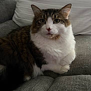 Lil Dude is registered to the contest to win money with this photo: cat, tabby, white_fur, fluffy, pet, indoor, couch, pillow, relaxed, feline, animal, closeup, sitting, looking, whiskers, ears, fur, home, cozy, portrait