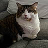 cat, tabby, white_fur, fluffy, pet, indoor, couch, pillow, relaxed, feline, animal, closeup, sitting, looking, whiskers, ears, fur, home, cozy, portrait