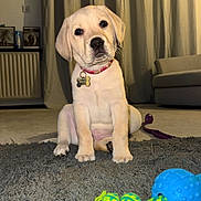 Jonny joined the competition — help win amazing prizes! puppy, dog, labrador, pet, indoors, carpet, toy, colorful, curtains, couch, collar, tag, floor, living_room, cute, young, animal, domestic, sitting, playful