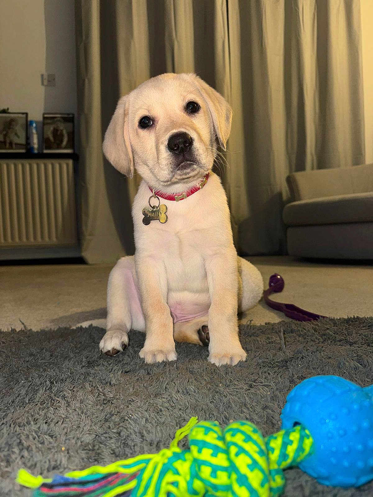 Jonny joined the competition — help win amazing prizes! puppy, dog, labrador, pet, indoors, carpet, toy, colorful, curtains, couch, collar, tag, floor, living_room, cute, young, animal, domestic, sitting, playful