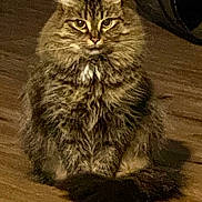 Emma is registered to the contest to win money with this photo: cat, tabby, fluffy, feline, pet, animal, indoor, wooden_floor, sitting, fur, whiskers, ears, tail, eyes, portrait, domestic_cat, cute, calm, mammal, closeup