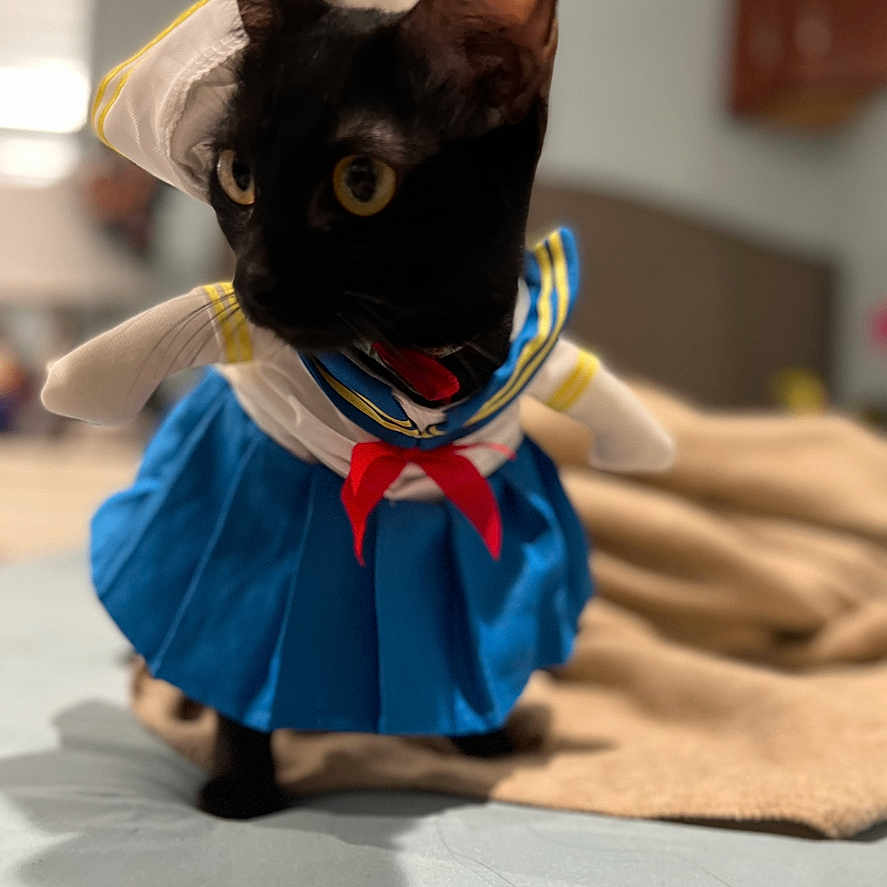 Precious joined the competition — help win amazing prizes! animal, bed, bedroom, black_cat, blanket, blurred_background, cat, clothing, costume, curious, cute, domestic_animal, ears, feline, indoor, pet, sailor_outfit, small, soft_focus, yellow_eyes