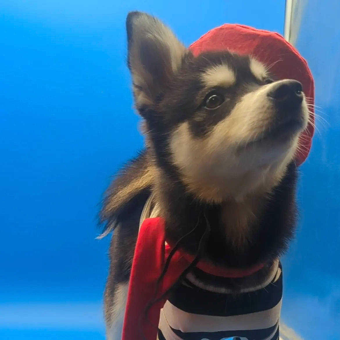 Dakota joined the competition — help win amazing prizes! blue, canidae, carmine, carnivore, collar, companion_dog, dog, dog_breed, dog_collar, dog_supply, electric_blue, eye, fawn, fur, head, leash, sky, snout, sporting_group, whiskers