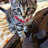 Lilio a rejoint le concours — aidez-le/la à gagner de superbes lots ! kitten, cat, tabby, collar, red_collar, pet, animal, cute, curious, whiskers, bed, blanket, furniture, indoor, young, small, feline, soft, playful, domestic_cat