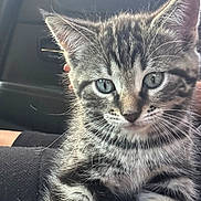Lilio participe au concours pour gagner de l'argent avec cette photo : kitten, cat, tabby, animal, pet, feline, indoor, car, window, daylight, cute, young, fur, whiskers, ears, eyes, sitting, closeup, portrait, comfort