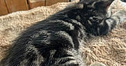 Lilio a rejoint le concours — aidez-le/la à gagner de superbes lots ! cat, tabby_cat, sleeping, resting, fluffy_blanket, indoor, plant, houseplant, wooden_blocks, cozy, feline, pet, fur, domestic_animal, relaxation, home_decor, soft_texture, animal, mammal, nap