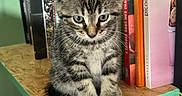 Lilio a rejoint le concours — aidez-le/la à gagner de superbes lots ! animal, books, cat, curious, cute, feline, floor, furniture, home, indoors, kitten, pet, quiet, reading, robot_vacuum, shelf, small, tabby, wood, young