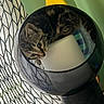Lilio a rejoint le concours — aidez-le/la à gagner de superbes lots ! cat, kitten, tabby, lamp, glass, indoor, curious, patterned_curtain, green_wall, wooden_paddle, yellow_tip, cozy, peek, furniture, modern, decor, household, cute, animal, pet